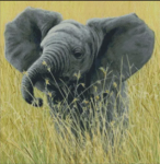 (image for) Elephant in the Grass